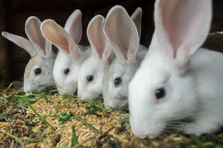 Крым возрождает промышленное производство кроликов 